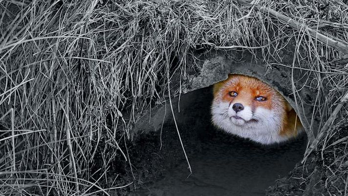 Ein Rotfuchs schaut aus einem Bau.